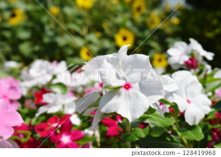 White pansy 128419968