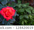 Rose 000348 128420019