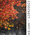 Autumn leaves 000205 128420023