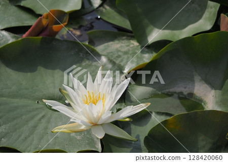 白蓮花 白蓮花 128420060