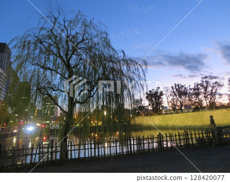 Tree Willow 128420077