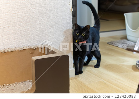 Black cat  128420088