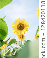 夏天的向日葵 128420118