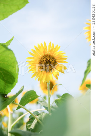 夏天的向日葵 128420118
