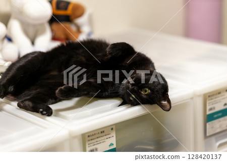 黑貓 128420137