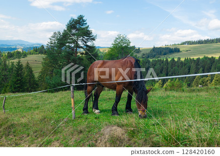 Horse grazing in a scenic mountain pasture on a summer day Horse grazing in a scenic mountain pasture on a summer day 128420160