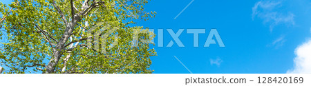 A simple landscape of blue sky and birch trees 128420169