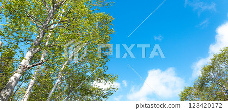 A simple landscape of blue sky and birch trees A simple landscape of blue sky and birch trees 128420172