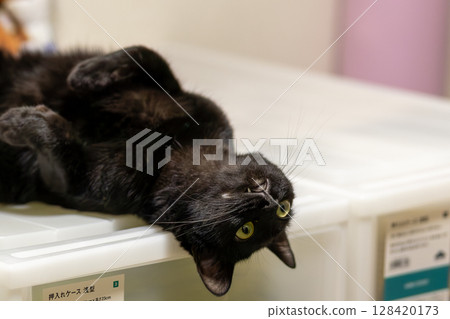 Black cat  128420173