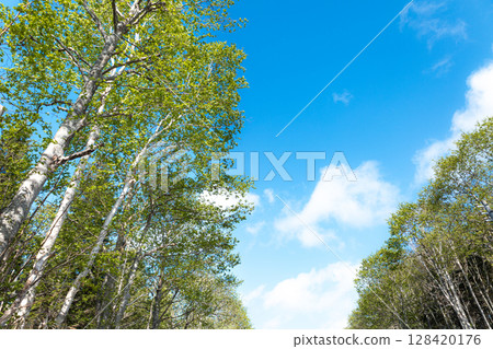 A simple landscape of blue sky and birch trees A simple landscape of blue sky and birch trees 128420176