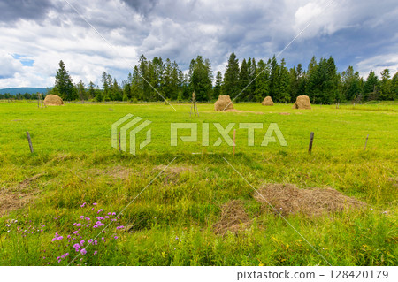 rural hay field near forest. green grass behind the wooden fence. dramatic cloudy weather in summer. scenic agriculture landscape of carpathian countryside rural hay field near forest. green grass behind the wooden fence. dramatic cloudy weather in summer. scenic agriculture landscape of carpathian countryside 128420179