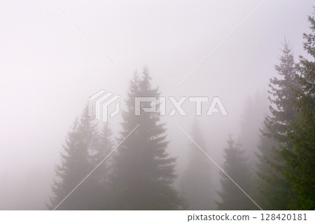 coniferous forest in fog. nature background on cold autumn morning. mysterious scenery with silhouettes of trees coniferous forest in fog. nature background on cold autumn morning. mysterious scenery with silhouettes of trees 128420181