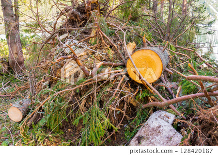 deforestation of nature environment. fresh tree cut. log in the forest 128420187