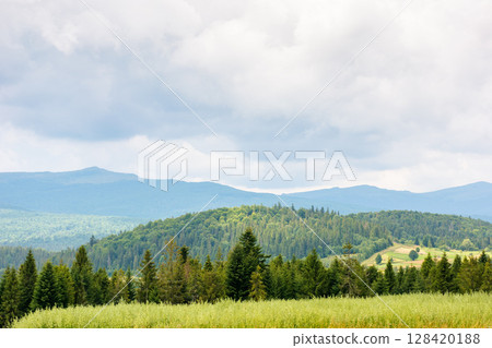 landscape in mountains with forest behind the field. summer nature with cloudy sky. countryside background 128420188
