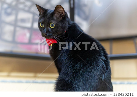 Black cat  128420211