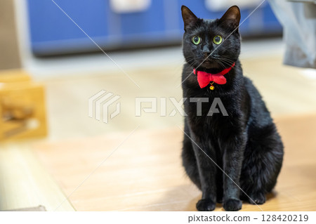Black cat  128420219