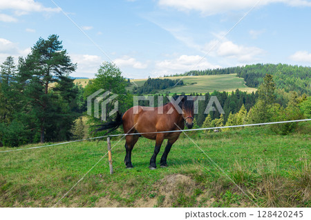 Horse grazing in a scenic mountain pasture on a summer day 128420245