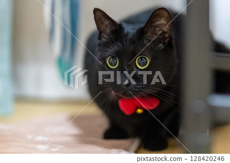 Black cat Black cat 128420246