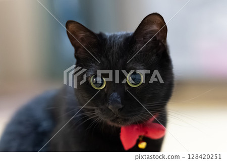 Black cat  128420251