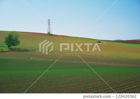 Summer in Hokkaido, Kenbuchi Town, wheat fields and power lines on the hills 128420362