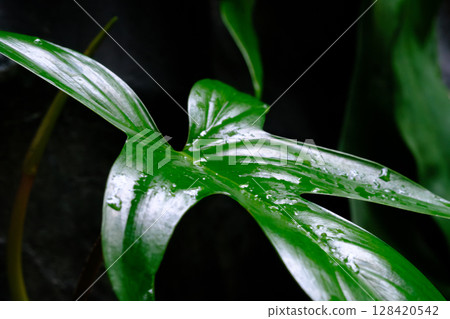 Glossy leaves 128420542