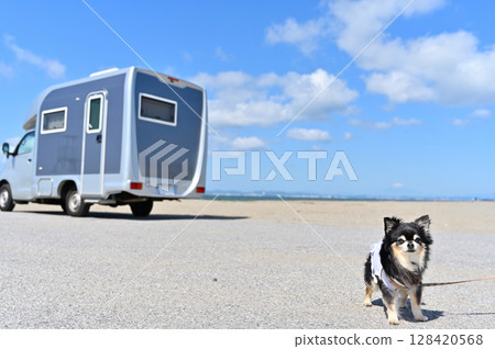 Walking on the beach with Chihuahua Camper Travel 128420568