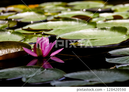 睡蓮鮮花 128420598
