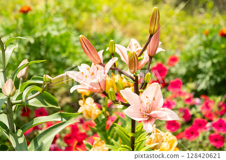 Delicate pink lily flowers in blooming garden. 128420621