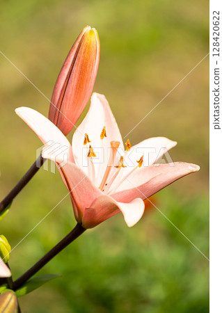 Pink lily flower in bloom with open petals and visible pistil and stamens. 128420622