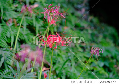 群集孤挺花 128420872