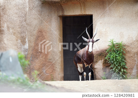 Roan antelope with a rocky backdrop: A quiet moment at the zoo 128420981