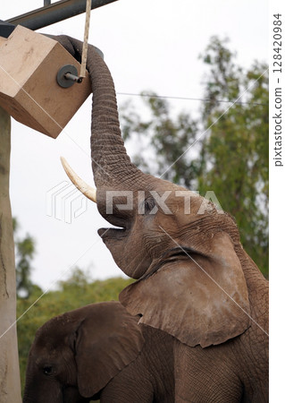 非洲象的特寫：動物園裡平靜的一天 128420984