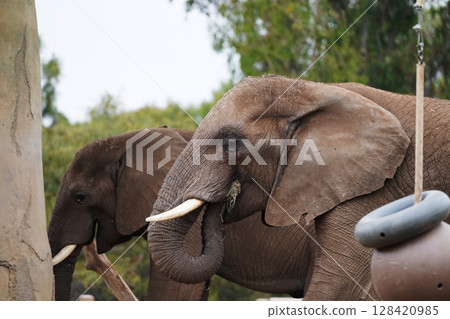 非洲象的特寫：動物園裡平靜的一天 128420985