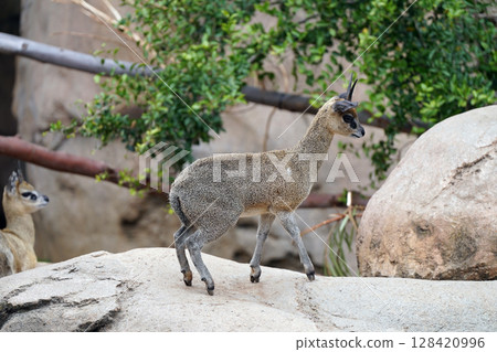 Dik-diks on the rocks: small but mighty wild deer Dik-diks on the rocks: small but mighty wild deer 128420996