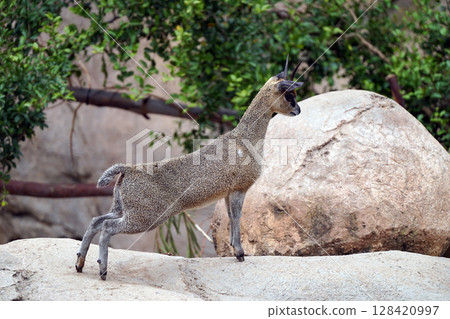岩石上的小羚羊：體型雖小但強大的野鹿 128420997