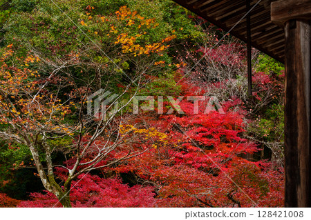 Jingoji Temple surrounded by autumn leaves 128421008