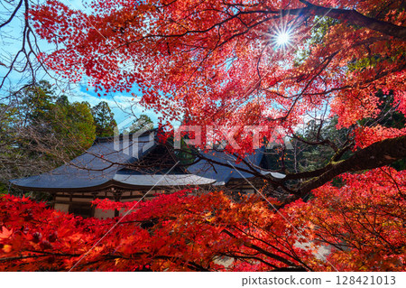 被紅葉包圍的神護寺 128421013