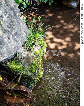 A refreshing scene in early summer: cool spring water and sunlight filtering through the trees illuminating the moss 128421037