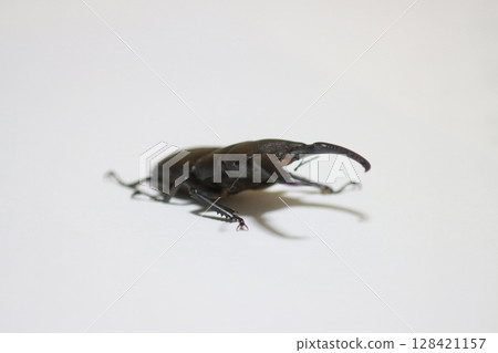 Goto flathead 128421157
