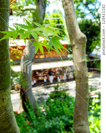 寺廟前的新綠楓樹和茶室 128421182