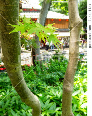Fresh green maple trees and a teahouse in front of the temple 128421184
