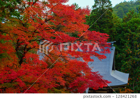 被紅葉包圍的神護寺 128421268