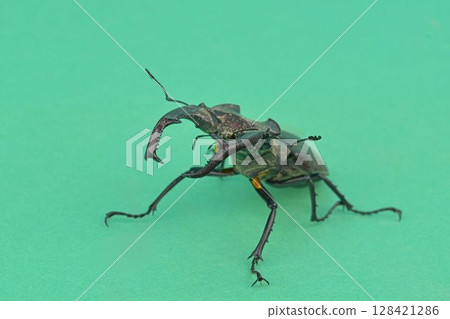 Macro shot of a European longhorn beetle on a chroma key background. Close-up of a male European longhorn beetle. European longhorn beetle on a green background. Concept of endangered species and Macro shot of a European longhorn beetle on a chroma key background. Close-up of a male European longhorn beetle. European longhorn beetle on a green background. Concept of endangered species and 128421286