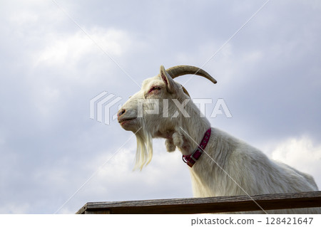 A goat philosophizing while looking up at the sky 128421647