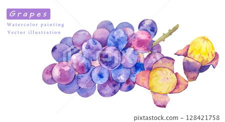 水彩畫的甜葡萄向量插圖集 128421758