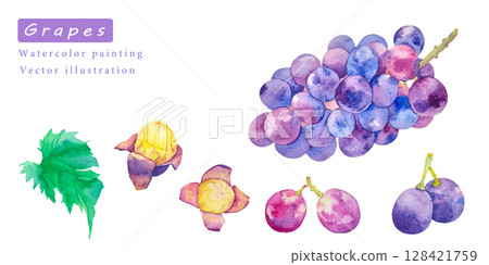 水彩畫的甜葡萄向量插圖集 128421759