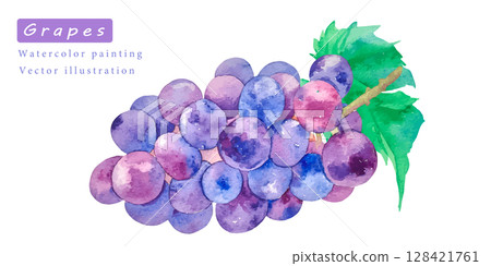 水彩畫的甜葡萄向量插圖集 128421761