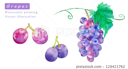 水彩畫的甜葡萄向量插圖集 128421762