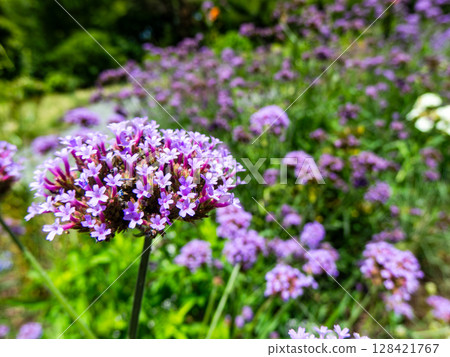 Verbena blooming in a flowerbed in early summer Verbena blooming in a flowerbed in early summer 128421767
