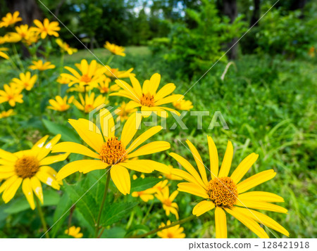Early summer flower bed: False Jerusalem Artichoke in full bloom 128421918